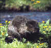 european_beaver.jpg (16170 bytes)
