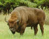 european_bison.jpg (32045 bytes)