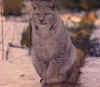european_lynx.jpg (13555 bytes)