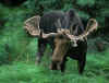 european_moose.jpg (35796 bytes)