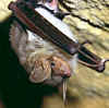 mouse_bat.jpg (14718 bytes)