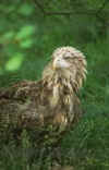 white_tailed_eagle.jpg (9244 bytes)