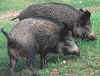 wild_boar.jpg (39953 bytes)